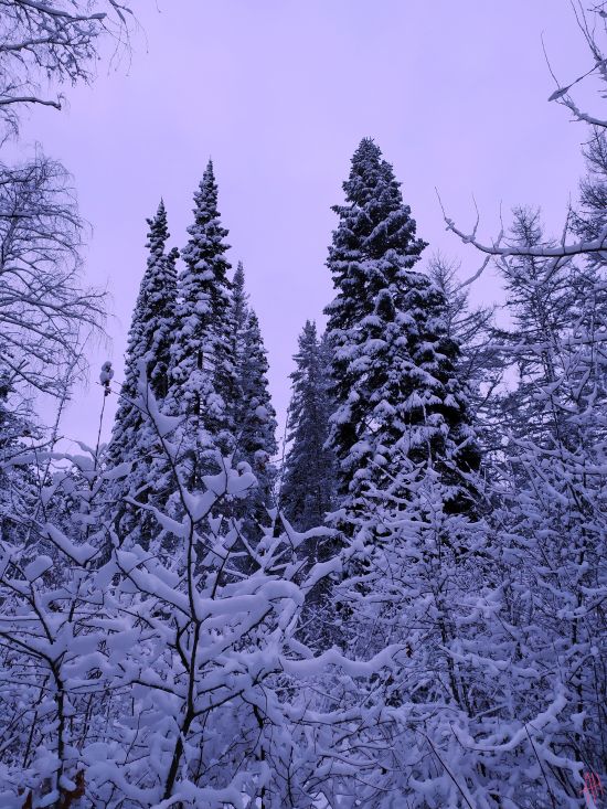 andrey-novgorodsky-kharkiv-botanical-garden-winter-2.jpg