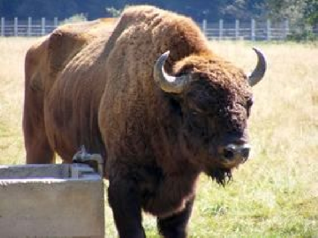 Le bison d’Europe – de retour dans la région du Banat