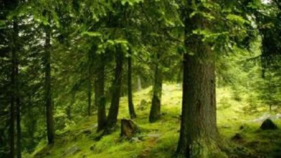 Le nouveau Code forestier roumain