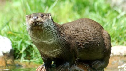 La loutre est de retour dans les eaux roumaines