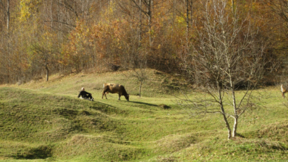 Întreprinderile sociale din mediul rural