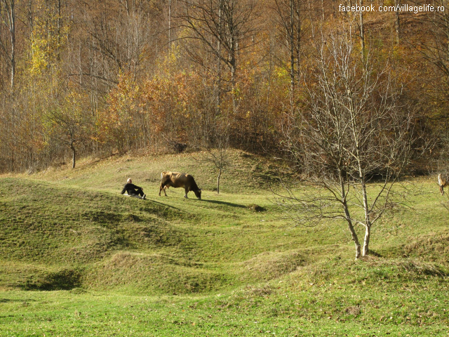 Social Enterprises in Rural Romania