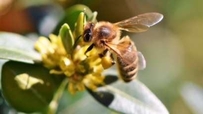 2024年5月29日：世界蜜蜂日