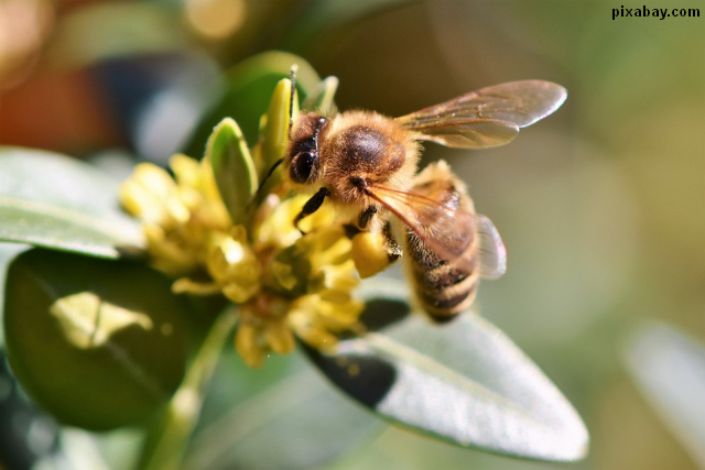 Situaţia apiculturii româneşti