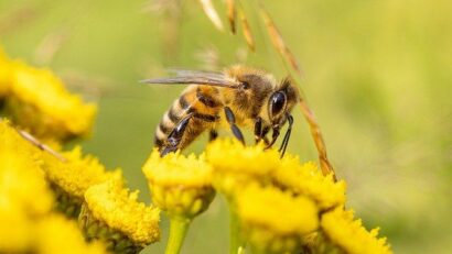 La abeja superhéroe