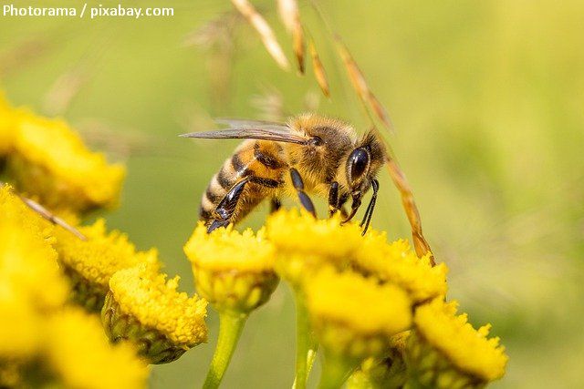 La abeja superhéroe