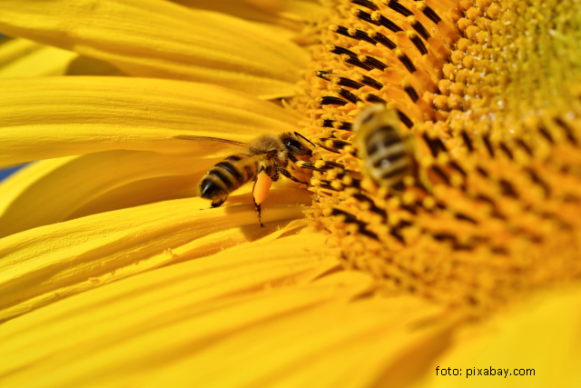 Pétition européenne pour la sauvegarde des abeilles