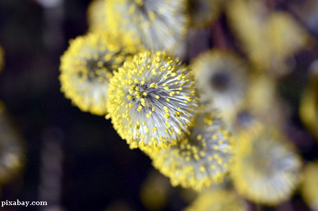 Les Roumains et les allergies saisonnières