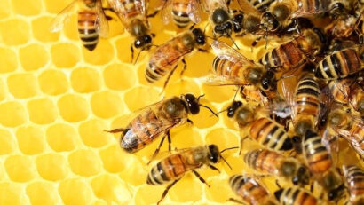 Sprijin pentru apicultorii europeni