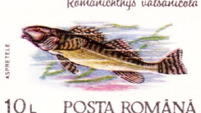L’asprete, l’espèce de poisson d’eau douce la plus menacée d’Europe