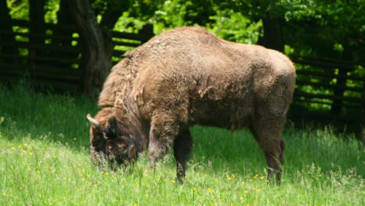 Les bisons des Carpates