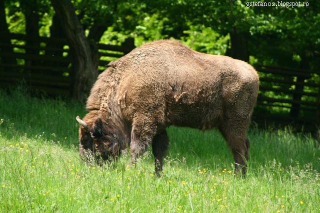 Les bisons des Carpates