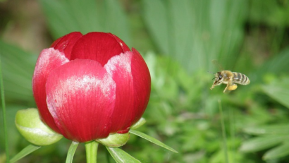 La réserve naturelle « La pivoine goutte de sang »