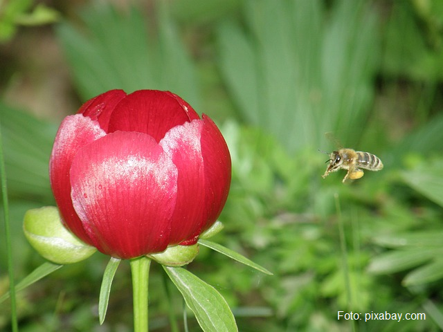 Il parco delle peonie di Zau de Câmpie