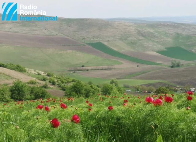 Заповідники степової півонії в Румунії