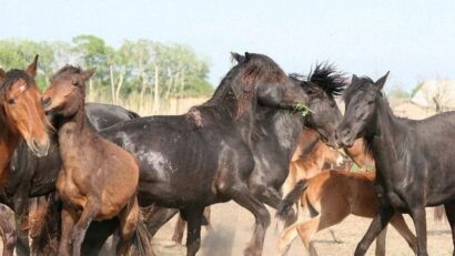 Vacances à cheval en Roumanie