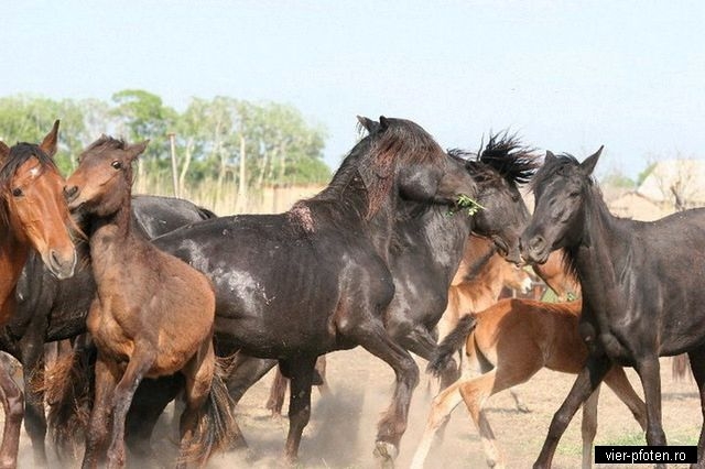 Захист диких коней у дельті Дунаю