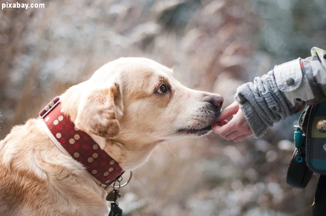 Les animaux sont-ils bêtes ? (I)