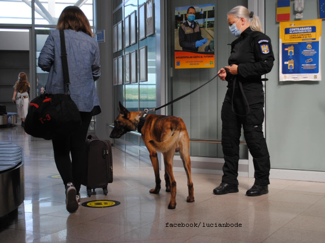 România – primul pacient depistat cu COVID-19 cu ajutorul unui câine poliţist