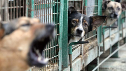 Los perros callejeros –una solución legislativa