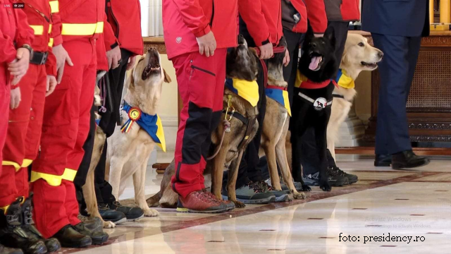 La storia dei cani da soccorso