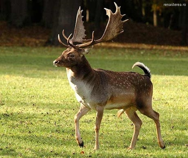 Newcomers in Romanian Fauna