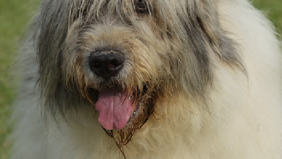 Hundezucht: Rumänische Schäferhunderassen international anerkannt