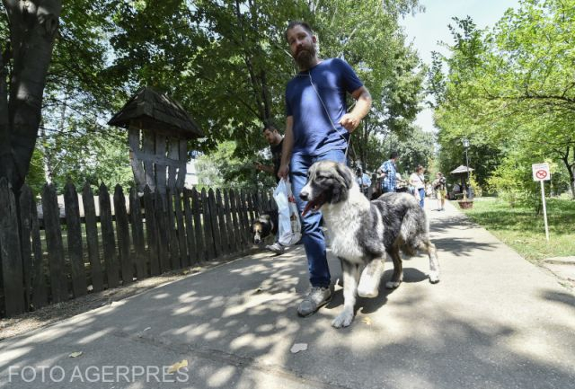 Verein spendet Schäferhunde