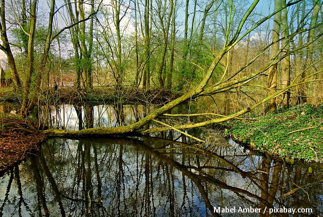 Il legno morto nelle foreste – danni o benefici?