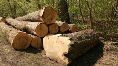 Măsuri pentru protejarea pădurilor