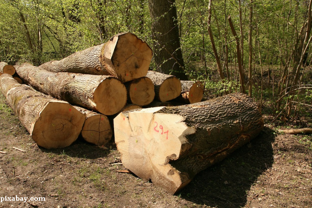 Totholz im Wald: nützlich, neutral oder schädlich?