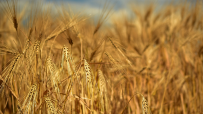 Perspectivele agriculturii ecologice în UE şi România