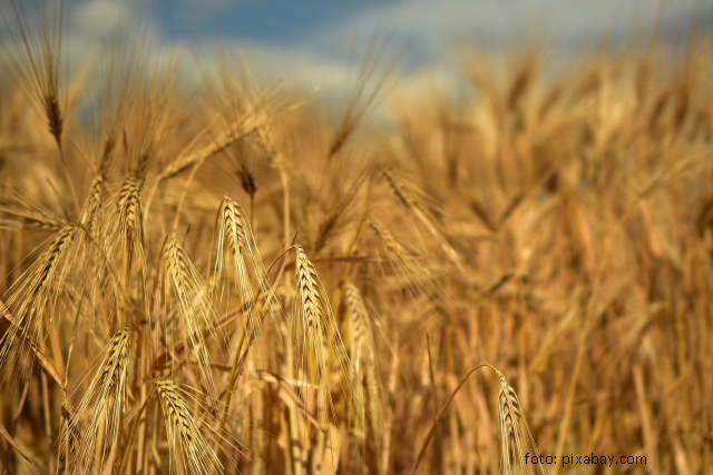 Perspectivele agriculturii ecologice în UE şi România