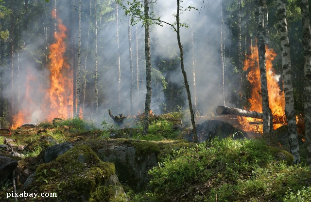 La Roumanie, pays de l’UE le plus touché par les feux de forêts en 2020