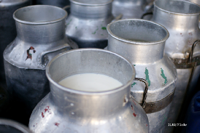 Eliminating Milk Quotas in the EU