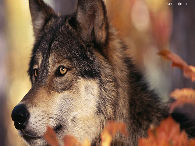 Jean-Marie Monplot (France) – A-t-on le droit de chasser ou tuer les loups, ou sont-ils protégés?