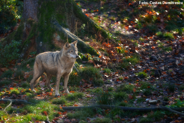 Carpathian Wolves