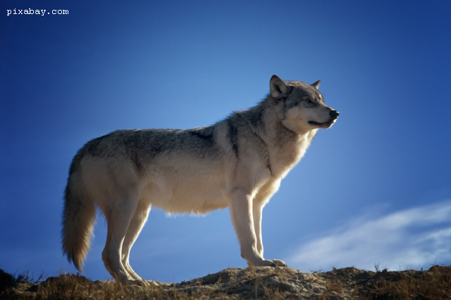 Jacques Augustin (France) – Les loups en Roumanie