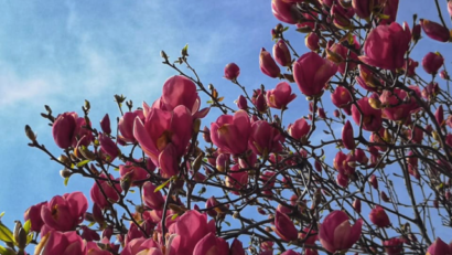 Harta magnoliilor