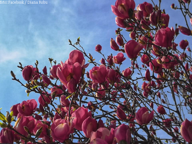 El mapa de las magnolias