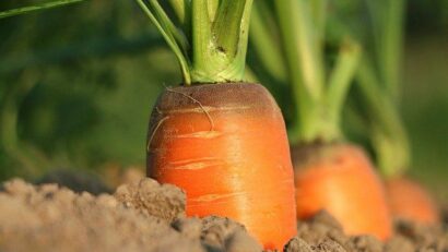 Mai multe terenuri pentru agricultura ecologică