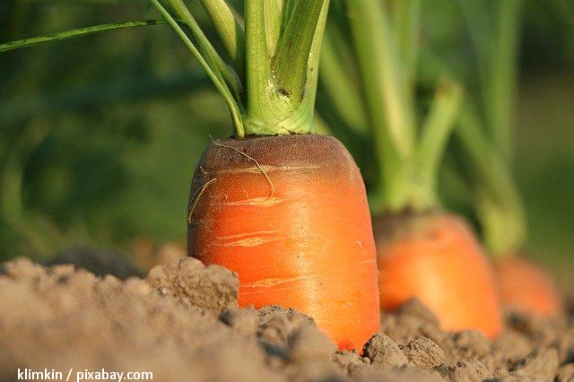 Mai multe terenuri pentru agricultura ecologică