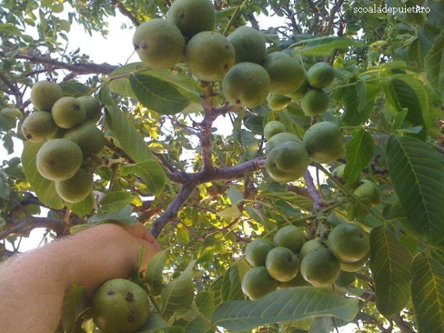 El cultivo del nogal en Rumanía