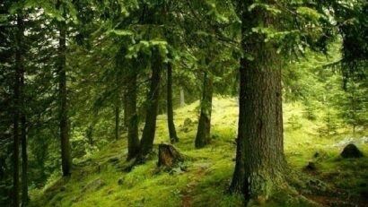 Экологические активисты против вырубки леса