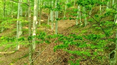 Forêts roumaines proposées au patrimoine mondial de l’UNESCO