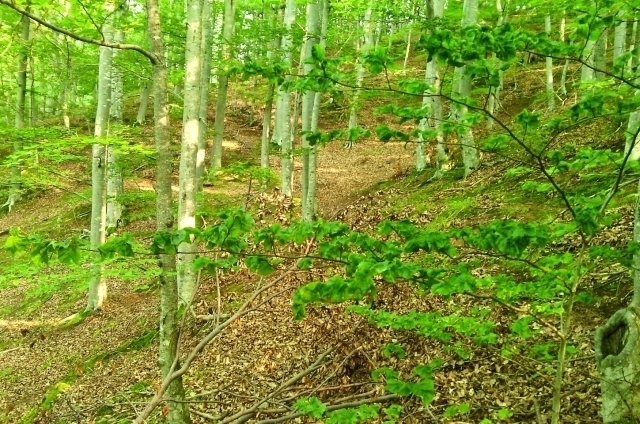 Partnerschaft für den Waldschutz