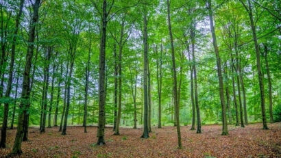 Neun rumänische Buchenurwälder ins UNESCO-Weltkulturerbe aufgenommen