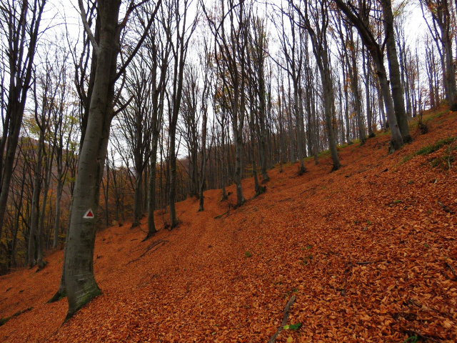 Les « martini d’automne »