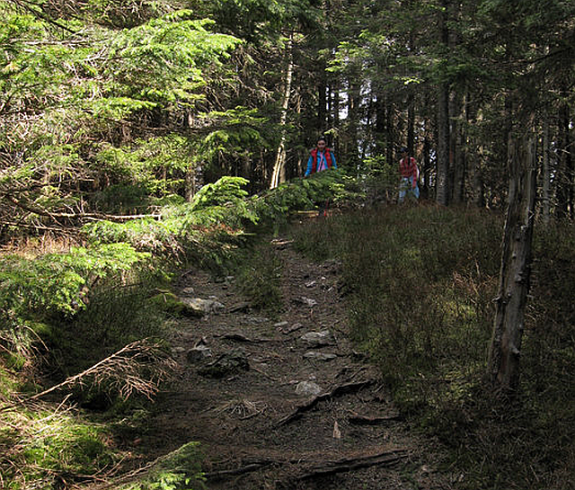 Voluntarios salvan los bosques