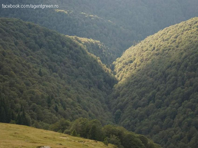 L’état des forêts roumaines…